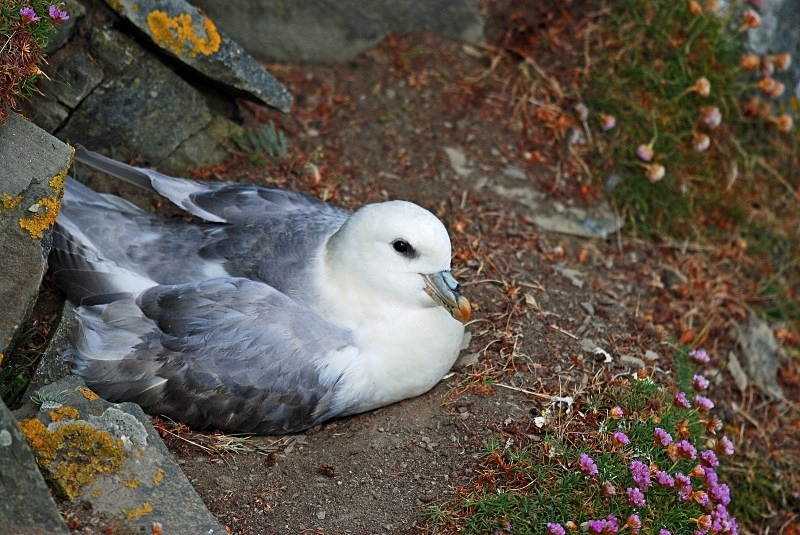 Fulmar - Fulmars