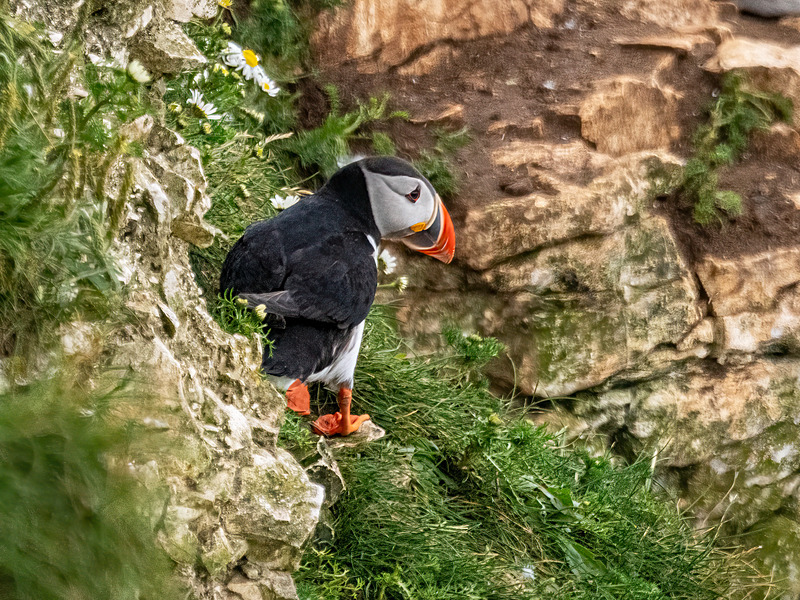 Puffin - Latest photos