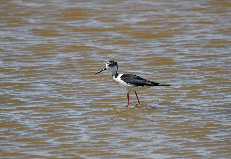 Black-winged Stilt - Bulgaria