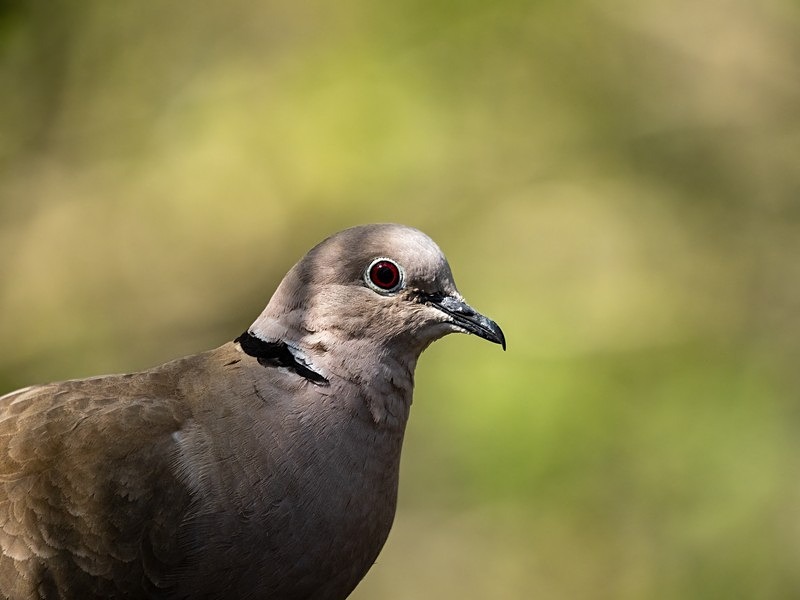 Collared Dove - Pigeons and doves