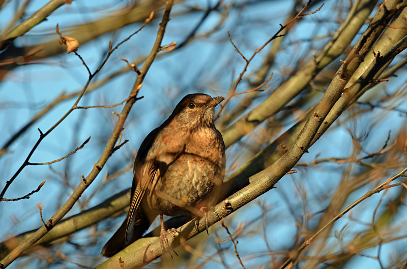 Blackbird - Thrushes
