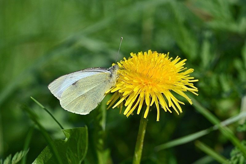 Large White - Butterflies