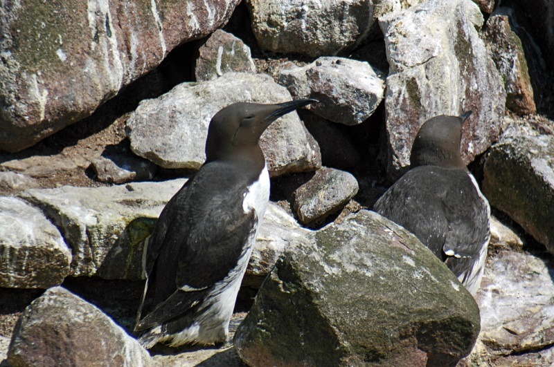 Common Guillemot - Auks