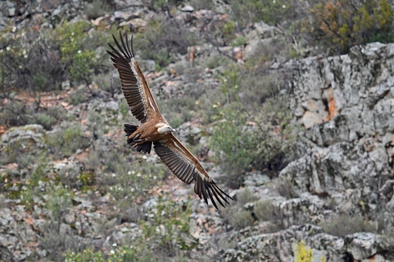 Griffon Vulture - South and west Spain - April and May 2012