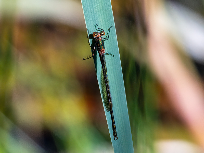 Emerald Damselfly - Latest photos