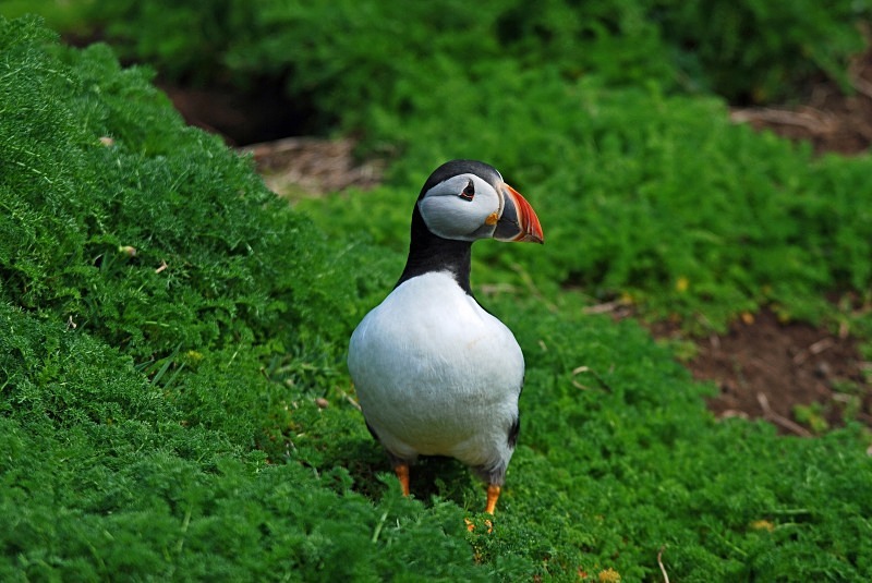 Puffin - Puffins