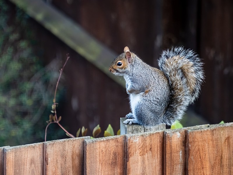 Grey Squirrel - Grey Squirrels