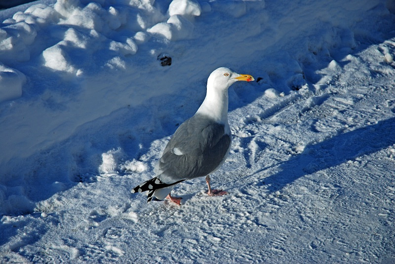 Herring Gull - Bergen and Oslo