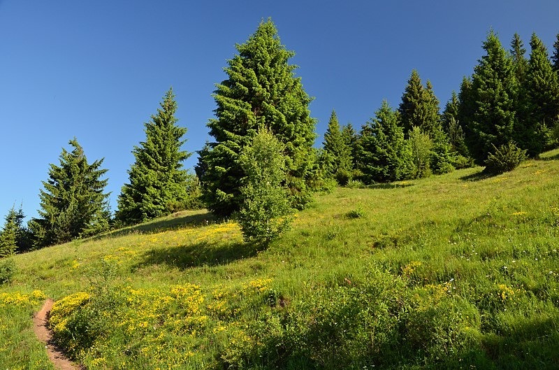 Eastern Carpathian Mountains, Harghita County, Romania - Romania