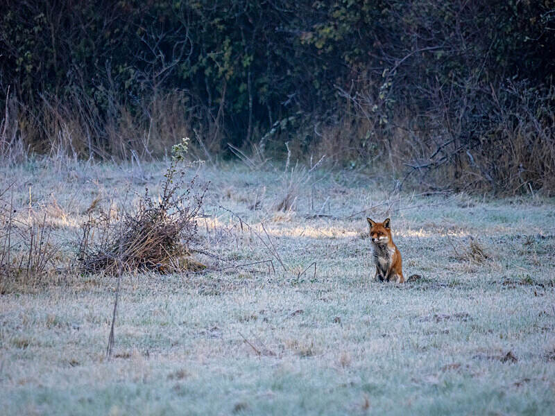 Red Fox - Latest photos