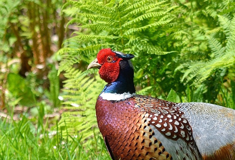 Pheasant - Game birds