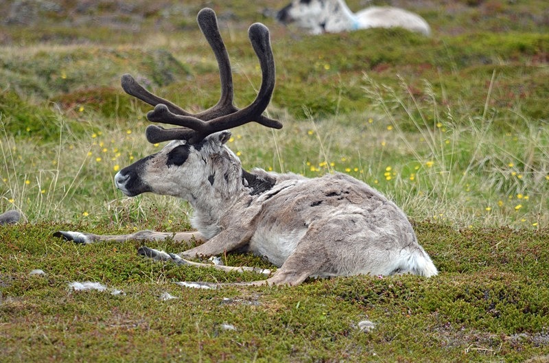 Reindeer - North Norway