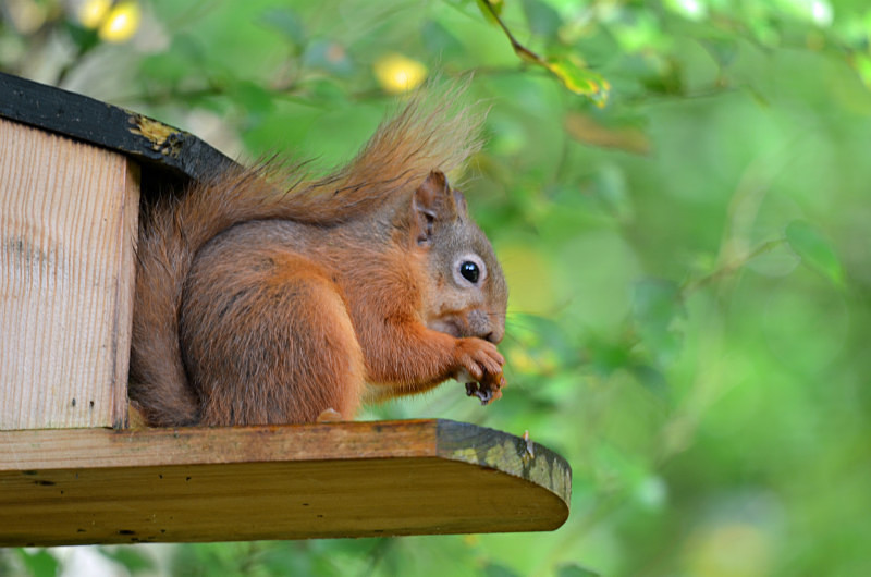 Red Squirrel - Red Squirrels