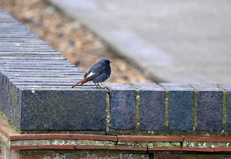 Black Redstart - Chats