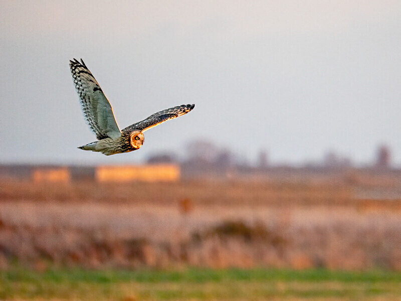 Short-eared Owl - Latest photos