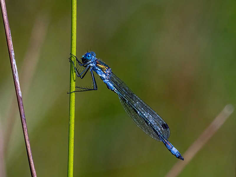 Common Blue Damselfly - Latest photos