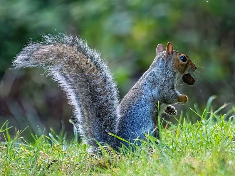 Grey Squirrel - Grey Squirrels