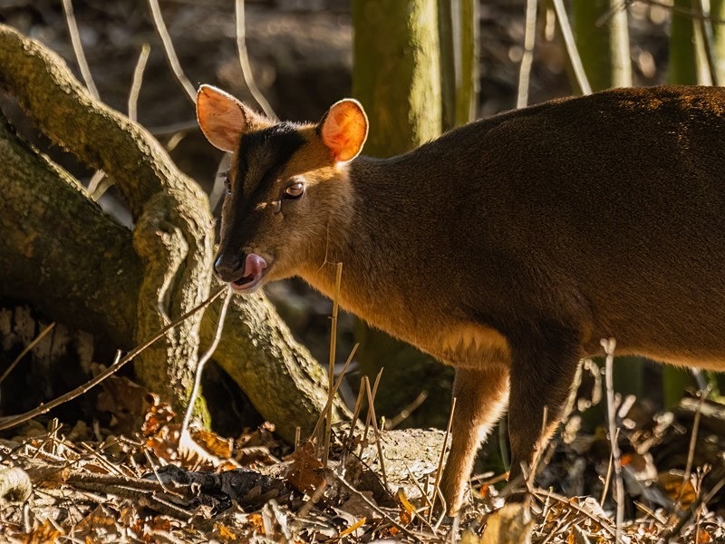 Reeves' Muntjac - Other deer
