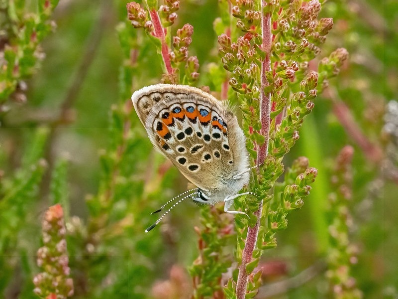 Silver-studded Blue - Butterflies