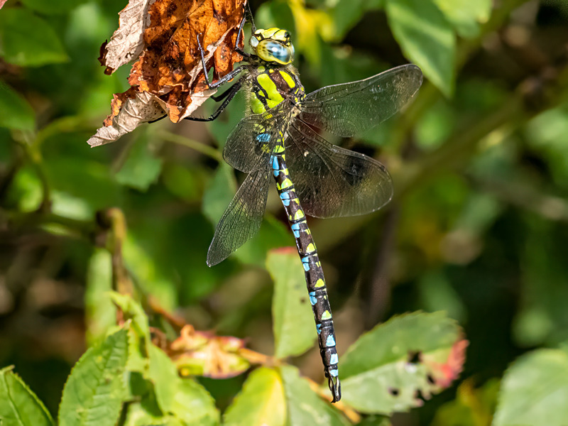 Migrant Hawker - Latest photos