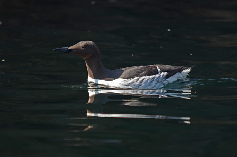 Common Guillemot - Auks