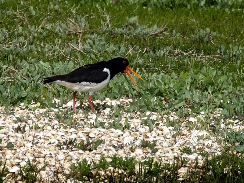 Oystercatcher - Oystercatchers