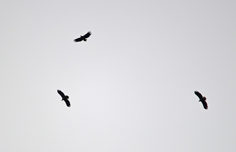 White-tailed Eagles - Birds of prey