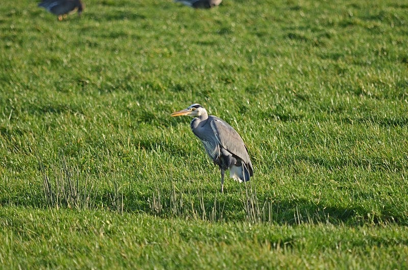 Grey Heron - Netherlands - December 2019