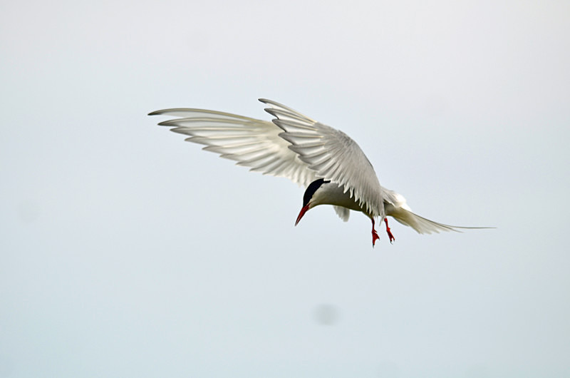 Arctic Tern - Terns