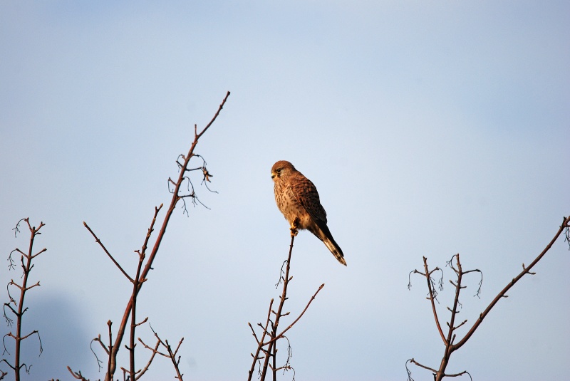 Kestrel - Birds of prey