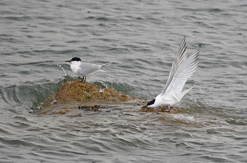 Sandwich Terns - Terns
