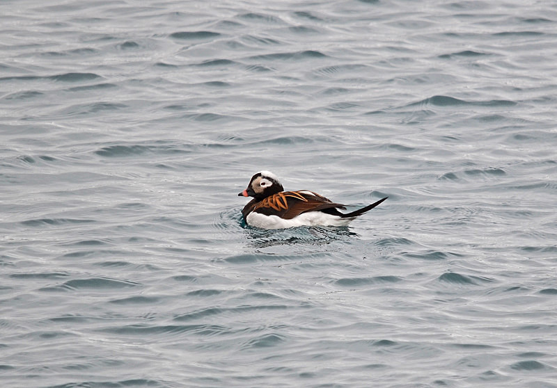 Long-tailed Duck - North east Iceland