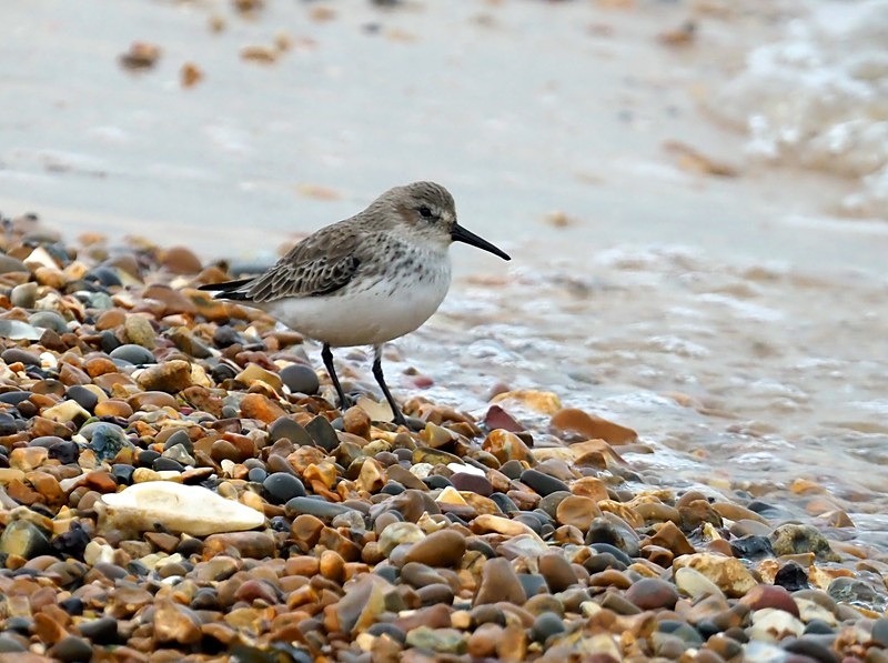 Dunlin - Sandpipers
