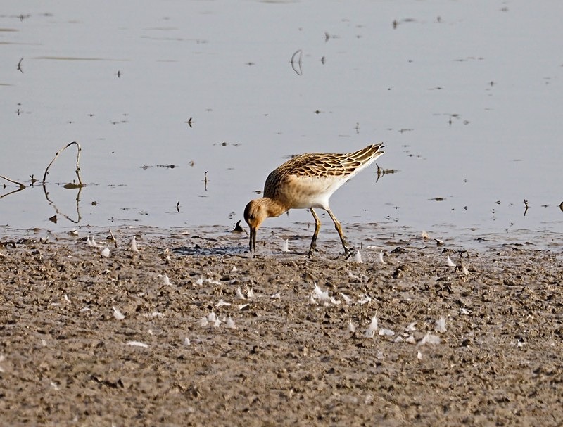 Ruff - Sandpipers