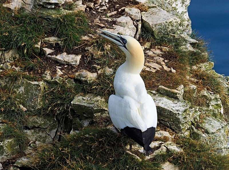 Gannet - Gannets