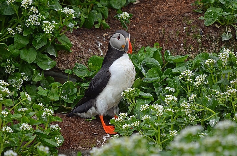 Puffin - North Norway