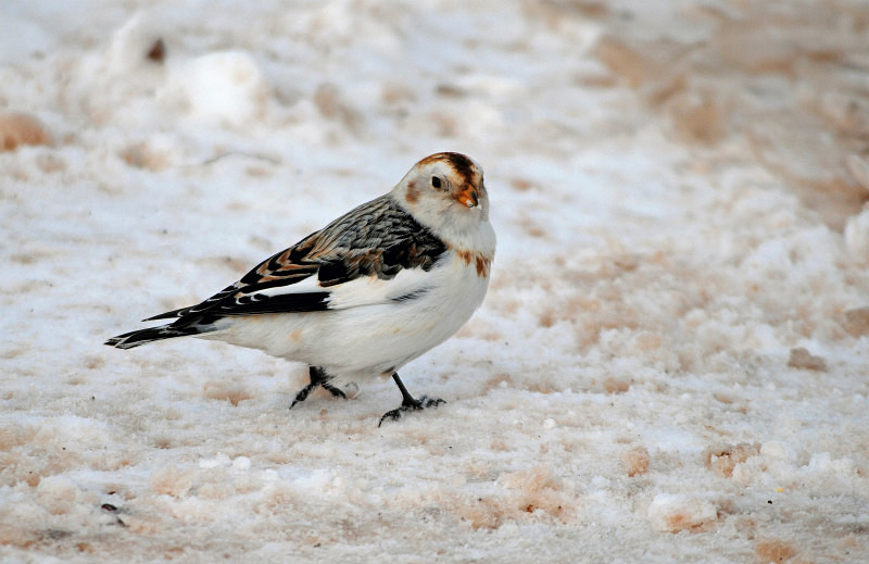Snow Bunting - Buntings