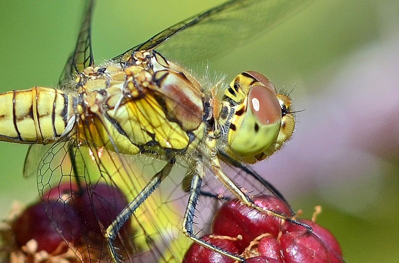 Ruddy Darter - Dragonflies and damselflies