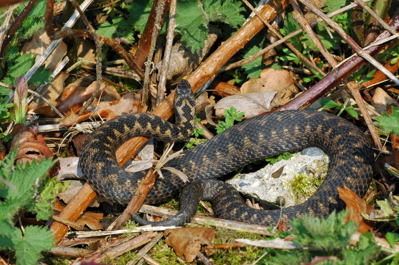 March 2007 - Adder - Photos of the month