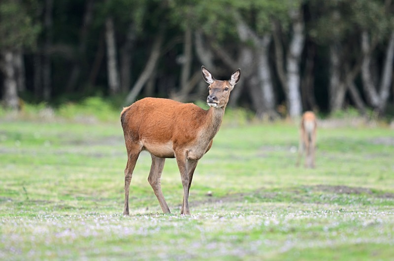 Red Deer - Red Deer