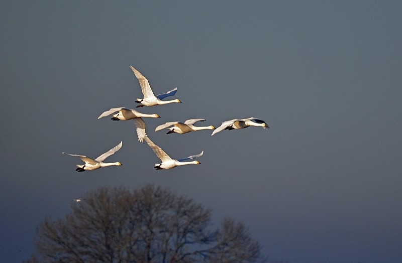 Whooper Swans - Whooper and Bewick's Swans