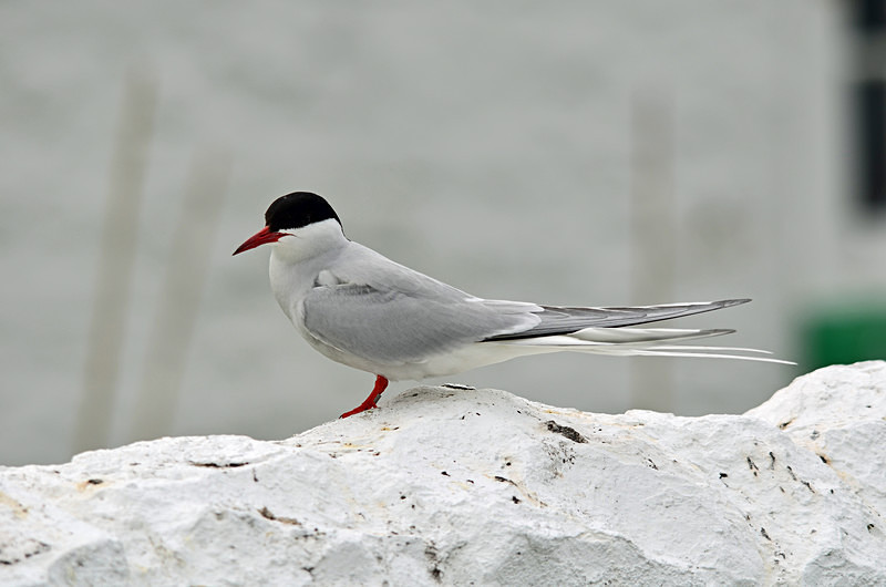 Arctic Tern - Terns