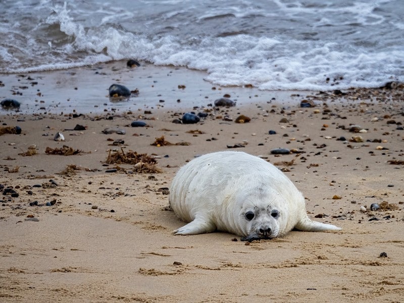 Atlantic Grey Seal - Atlantic Grey Seals