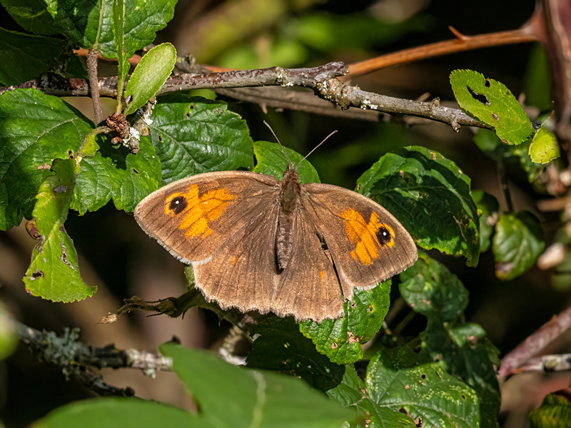 Meadow Brown - Latest photos
