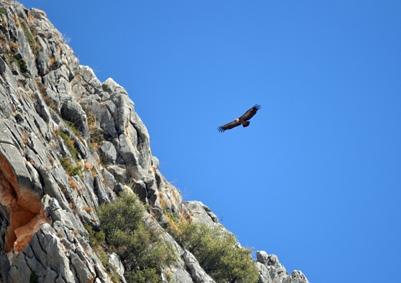 Griffon Vulture - South Spain - September 2013