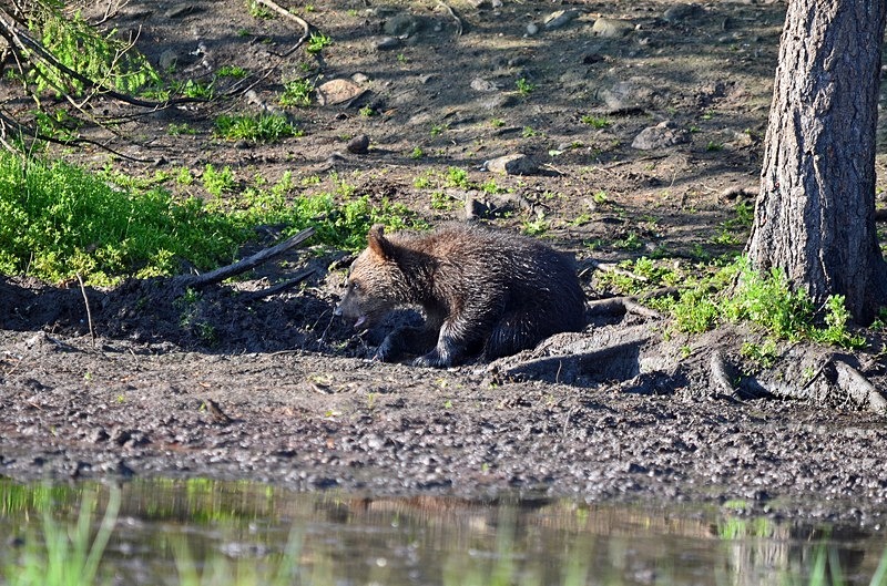 Brown Bear cub - North Finland - part 2