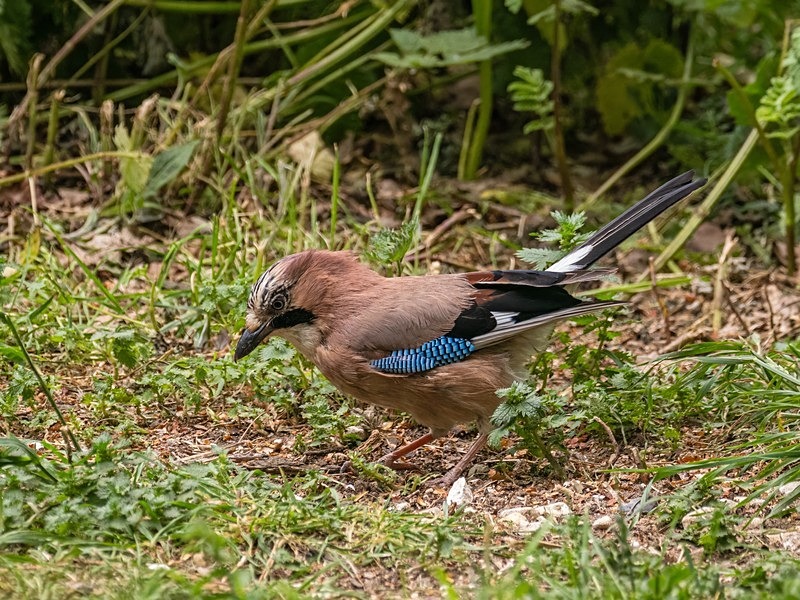 Jay - Crows