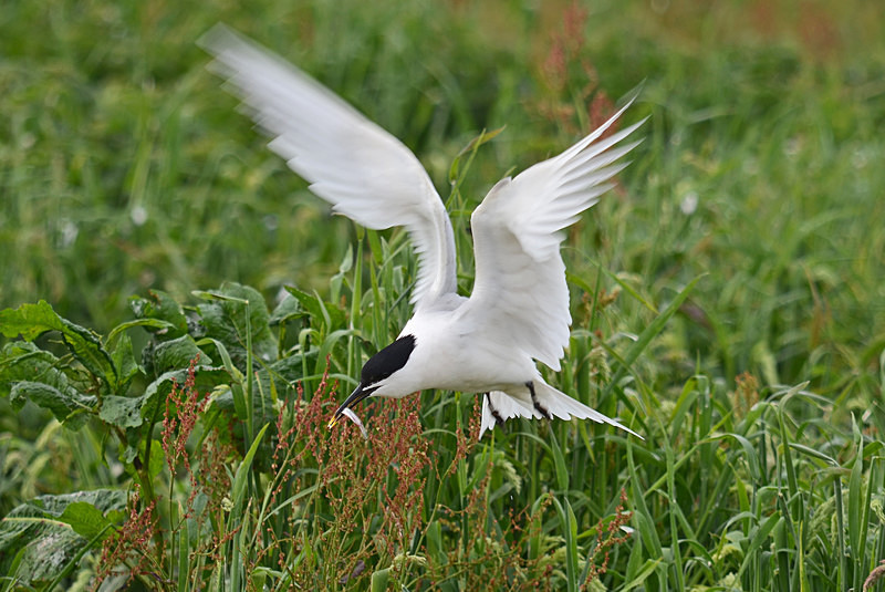 Sandwich Tern - Terns