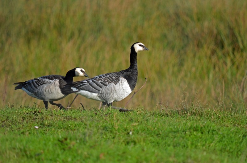 Barnacle Geese