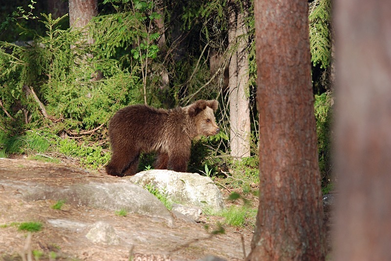 Brown Bear - North Finland and north Norway - May and June 2009